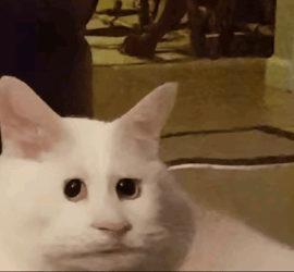 Meow deus…