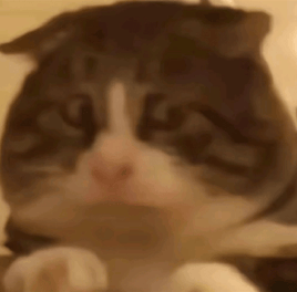 hihi